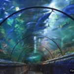 Anak-anak Bisa Menginap di Seaworld Saat Liburan Sekolah, Ini Caranya