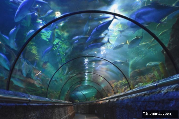 Anak-anak Bisa Menginap di Seaworld Saat Liburan Sekolah, Ini Caranya