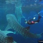 Pesona Hius Paus Botubarani: Destinasi Unggulan Pesaing Oslob Whale Shark Filipina!