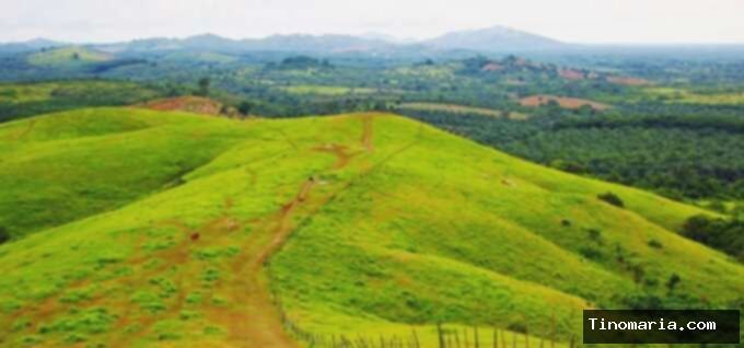Bukit Rimpi Kalimantan Selatan: Teletubbies Hill-nya Indonesia!