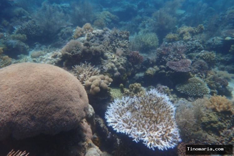 Petualangan ke Pulau Panjang Sumbawa: Panduan Lengkap dari Lombok