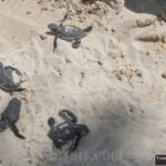 7 Surga Tersembunyi Karimunjawa: Liburan Sekolah Anti-Mainstream