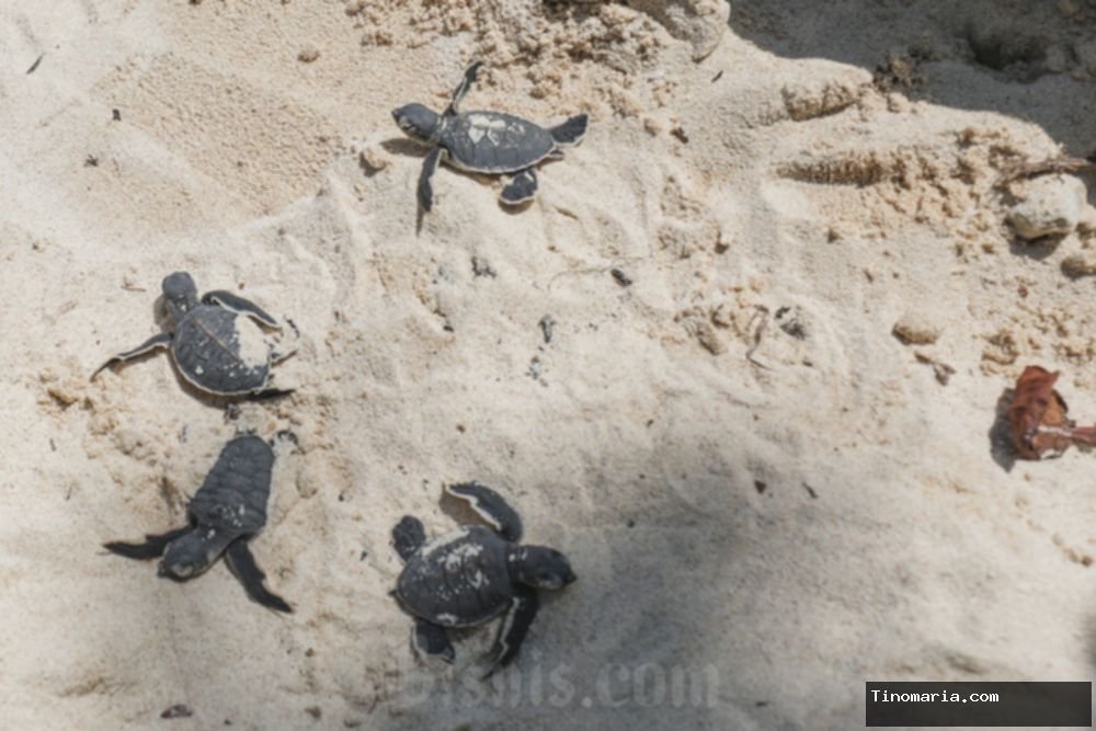 7 Surga Tersembunyi Karimunjawa: Liburan Sekolah Anti-Mainstream