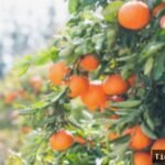 5 Lokasi Wisata Petik Buah di Malang untuk Mengisi Libur Sekolah