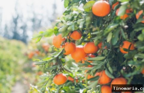 5 Lokasi Wisata Petik Buah di Malang untuk Mengisi Libur Sekolah