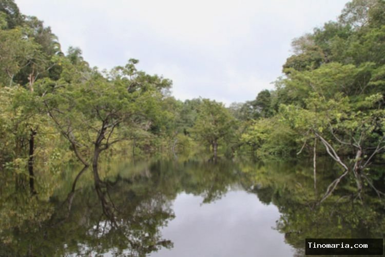 Wisata Hutan Amazon Brasil, Ini Ragam Aktivitas yang Bisa Dicoba