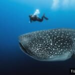 Jangan Terlalu Dekat! Wisatawan Diimbau Jaga Jarak Aman dengan Hiu Paus