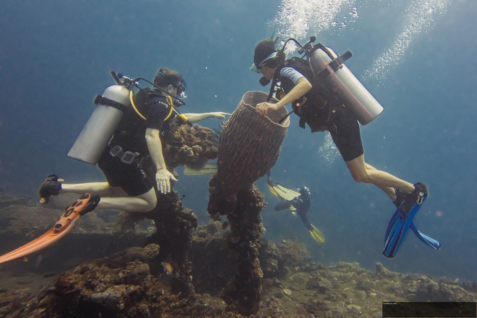 [Foto] Suguhan Spesial Bawah Air di Desa Wisata Tulamben, Bali