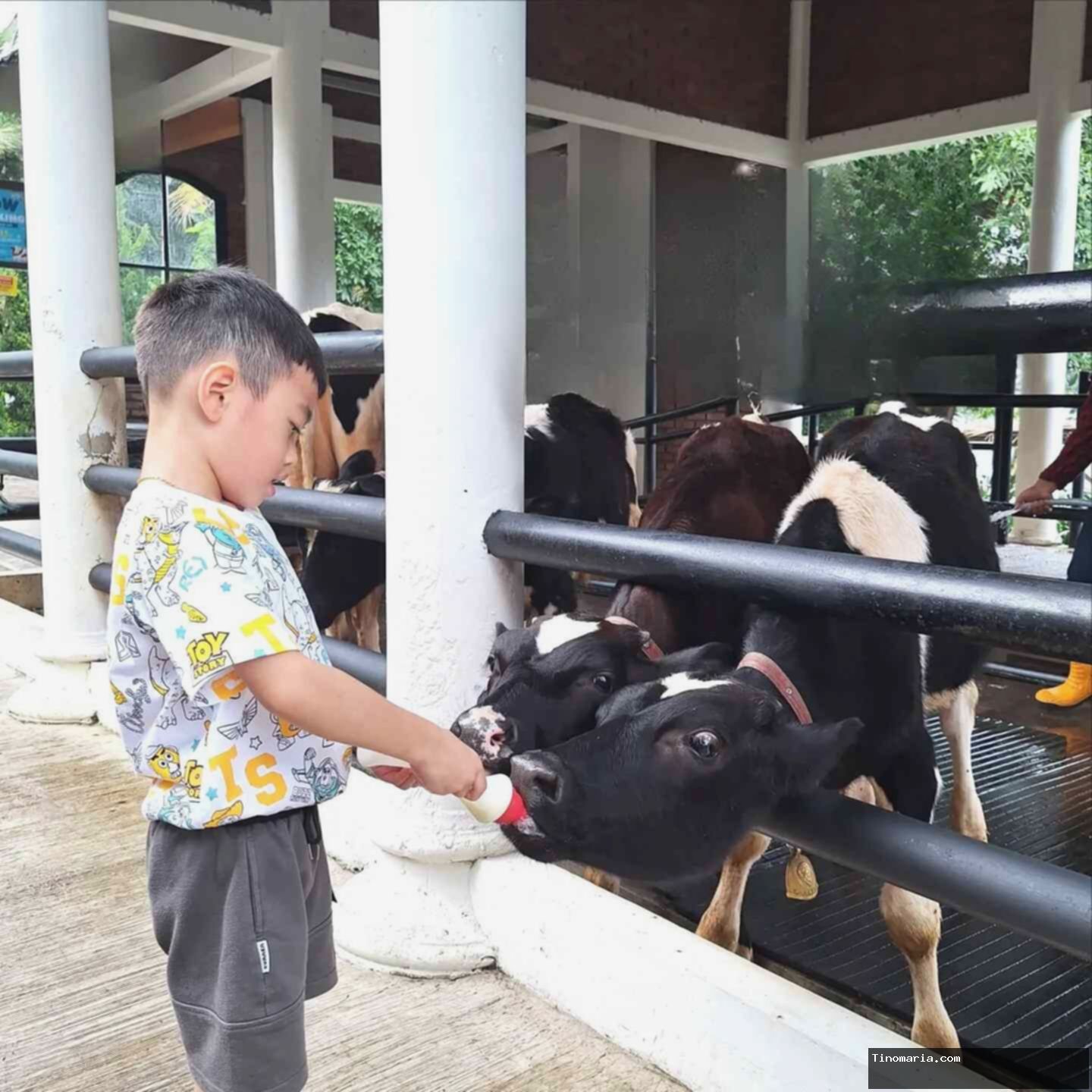 Liburan ke Cimory On The Valley: Tempat Wisata Ramah Anak di Semarang